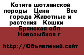 Котята шотланской породы › Цена ­ 40 - Все города Животные и растения » Кошки   . Брянская обл.,Новозыбков г.